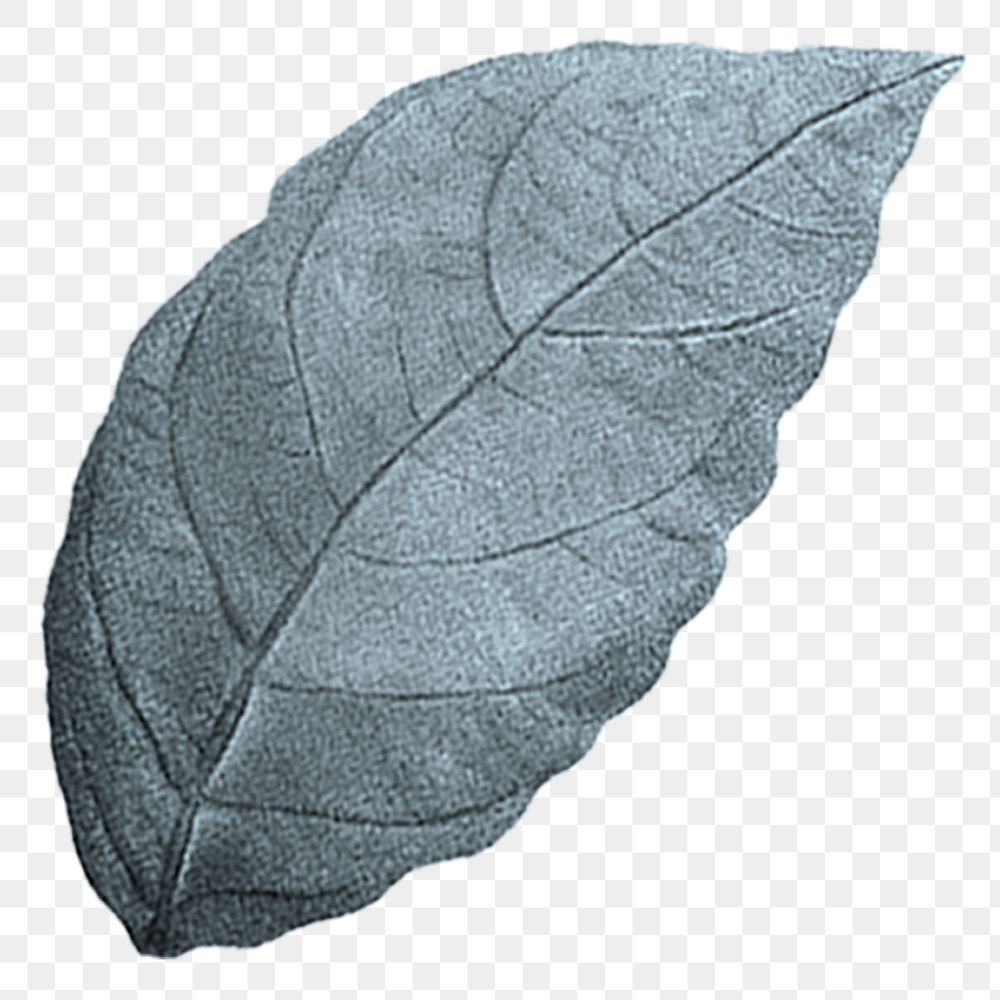 Blue leaf png vintage, transparent background