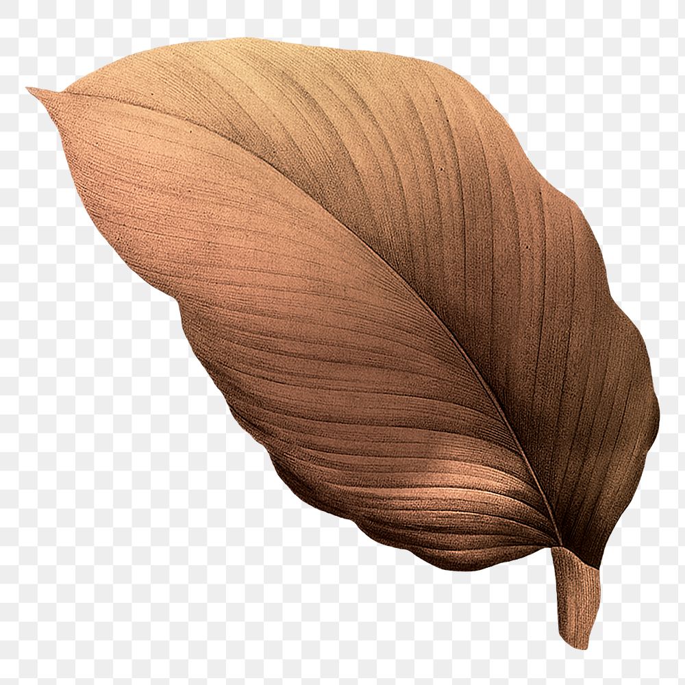 PNG vintage Autumn brown leaf, transparent background