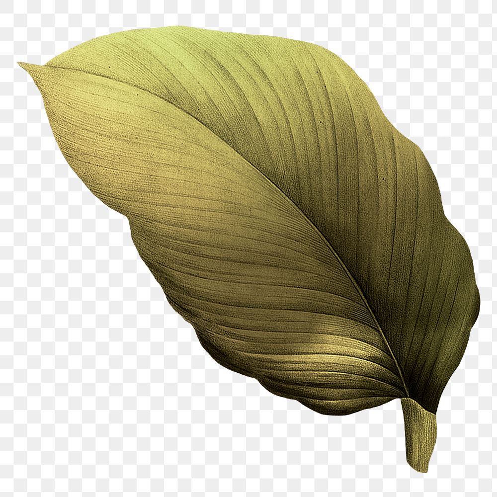 Autumn leaf png vintage, transparent background