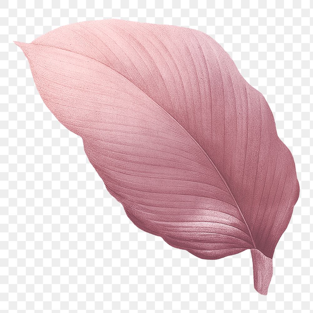 Autumn pink leaf png, transparent background