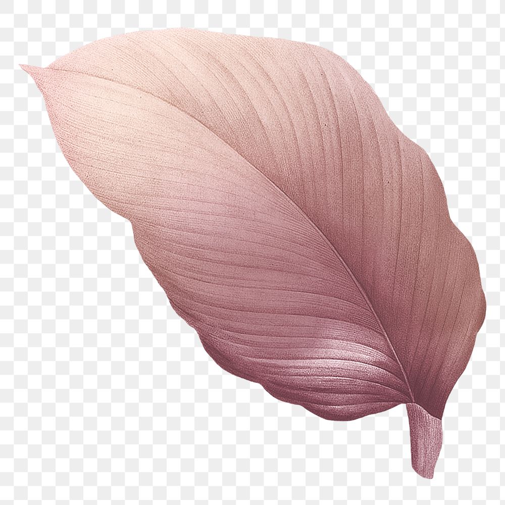 Autumn pink leaf png, transparent background