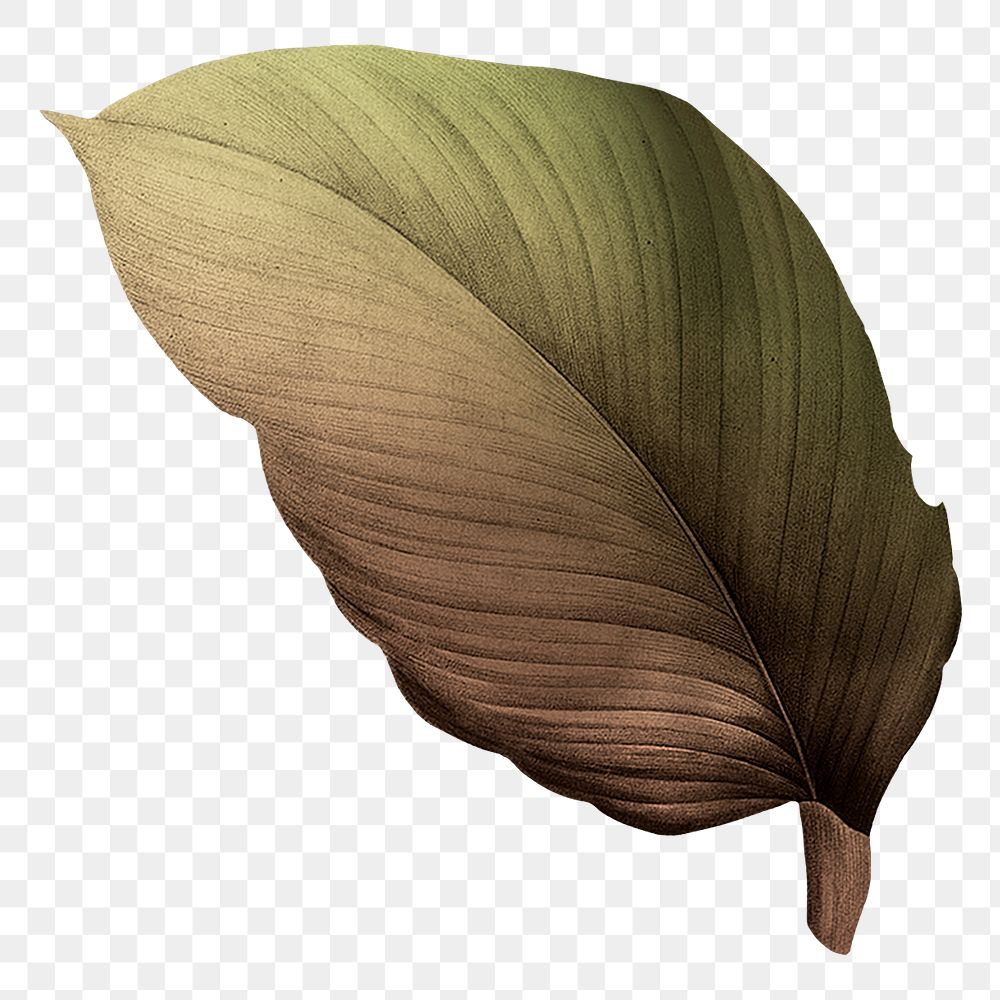 Autumn leaf png vintage, transparent background