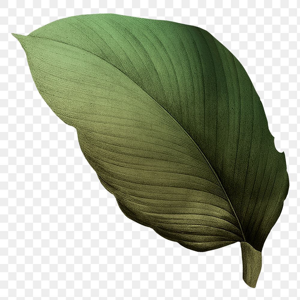 PNG vintage dark green leaf, transparent background