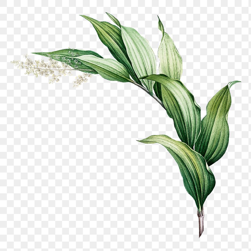 Vintage plant png Indian lily flower, transparent background
