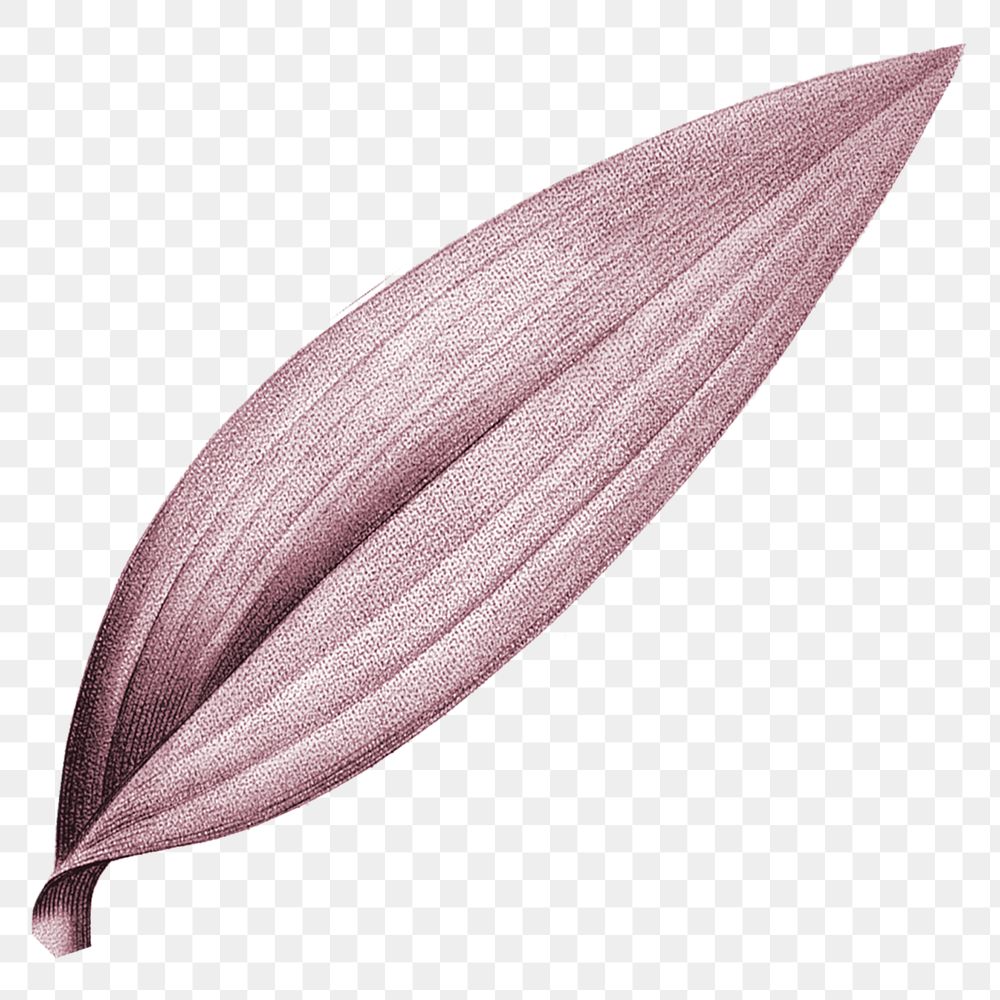 PNG pink Autumn leaf, transparent background