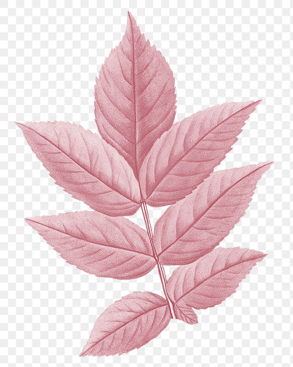 Autumn pink leaf png, transparent background