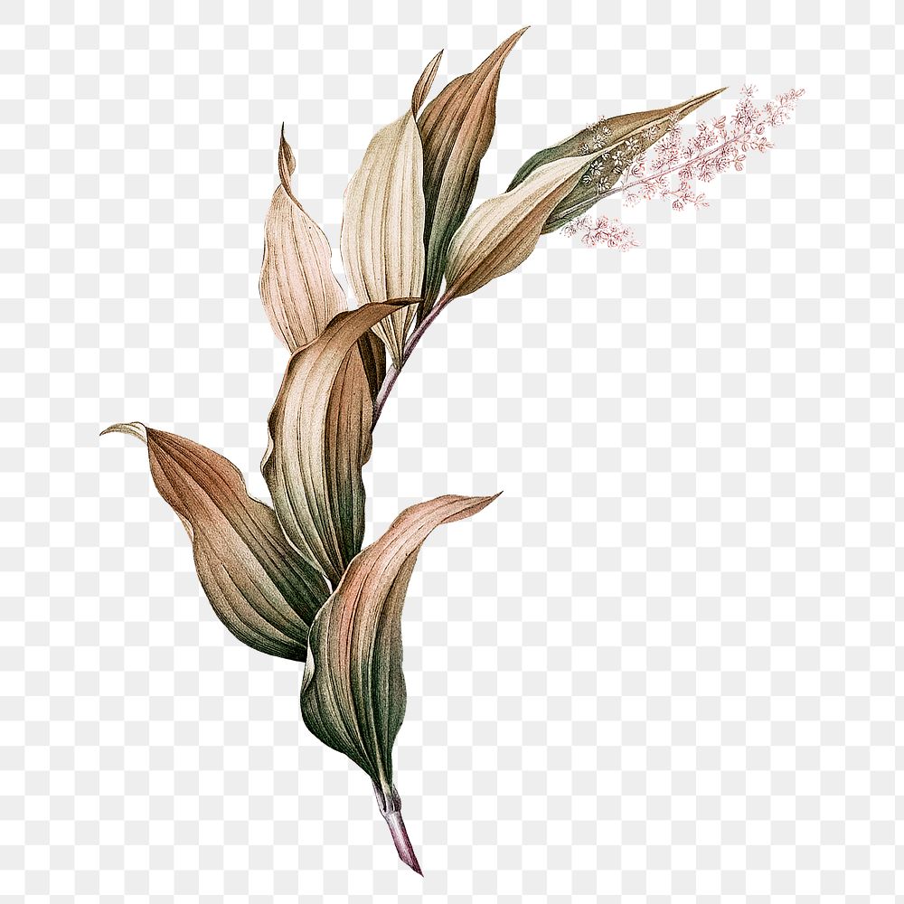 Vintage plant png Indian lily flower, transparent background