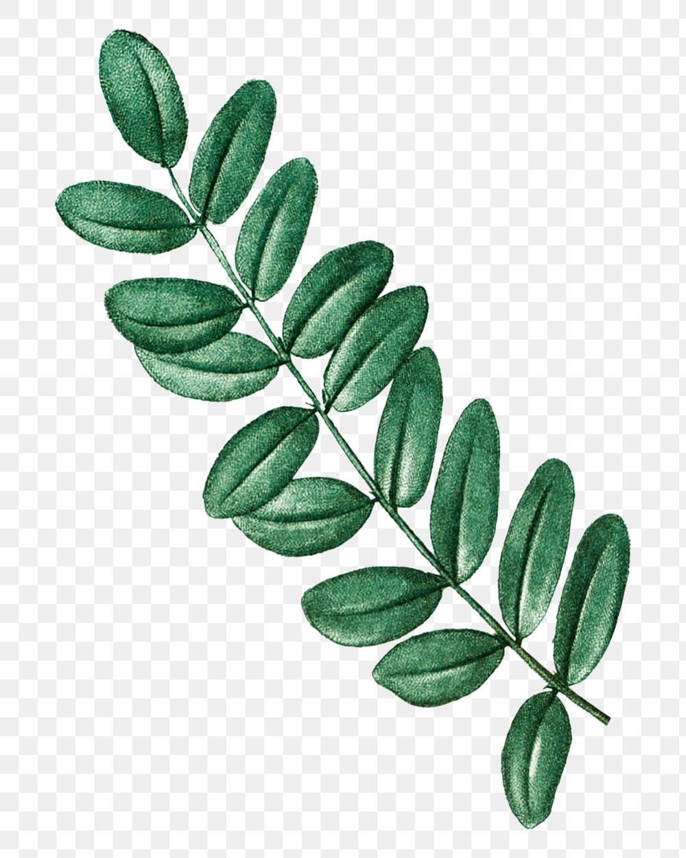 Vintage leaf png acacia, transparent background