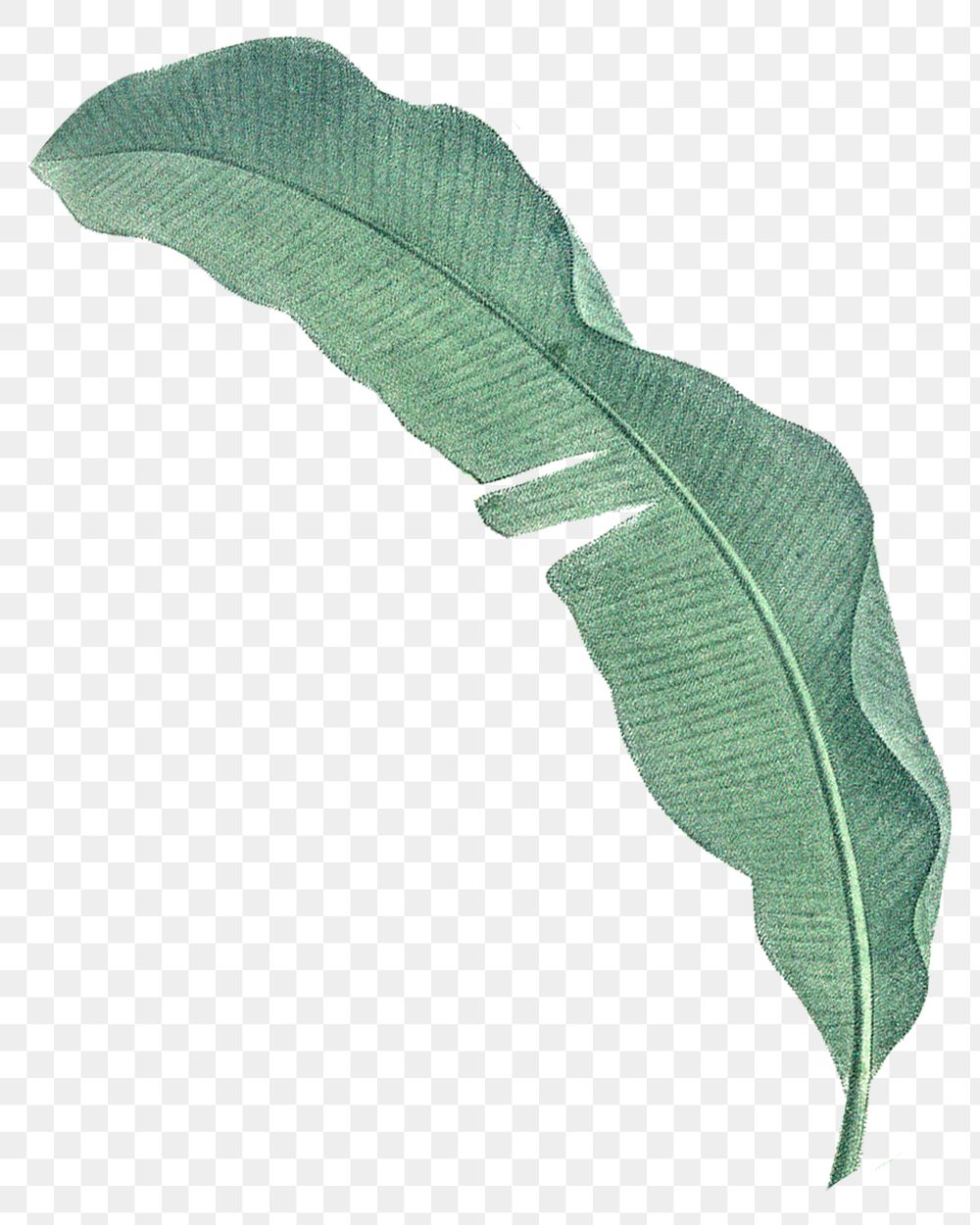 Banana leaf png tropical, transparent background