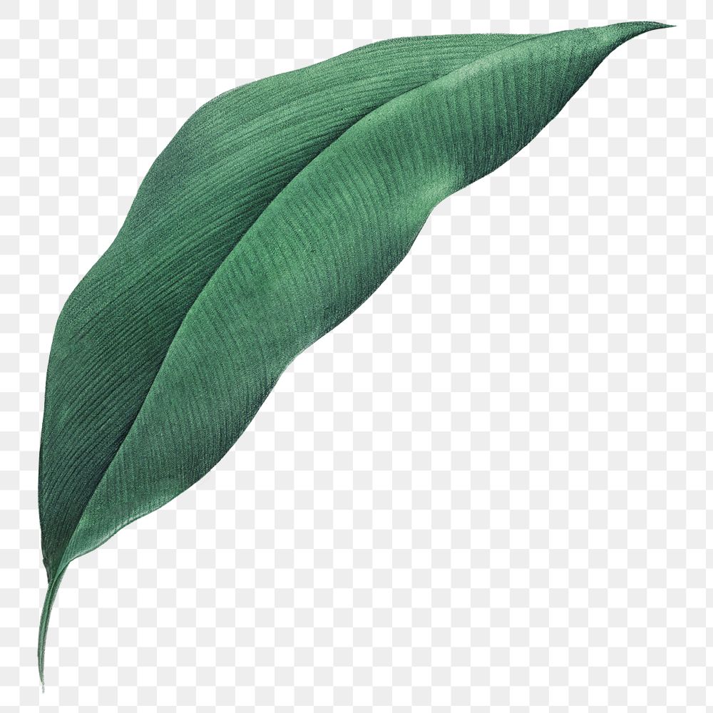 Tropical leaf png vintage heliconia, transparent background