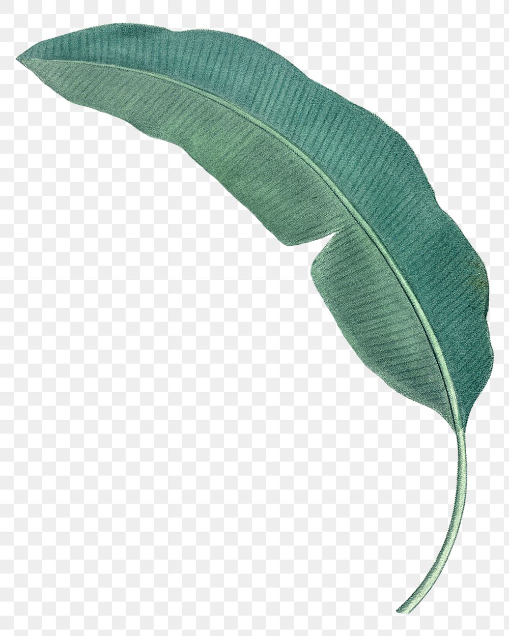Banana leaf png tropical, transparent background