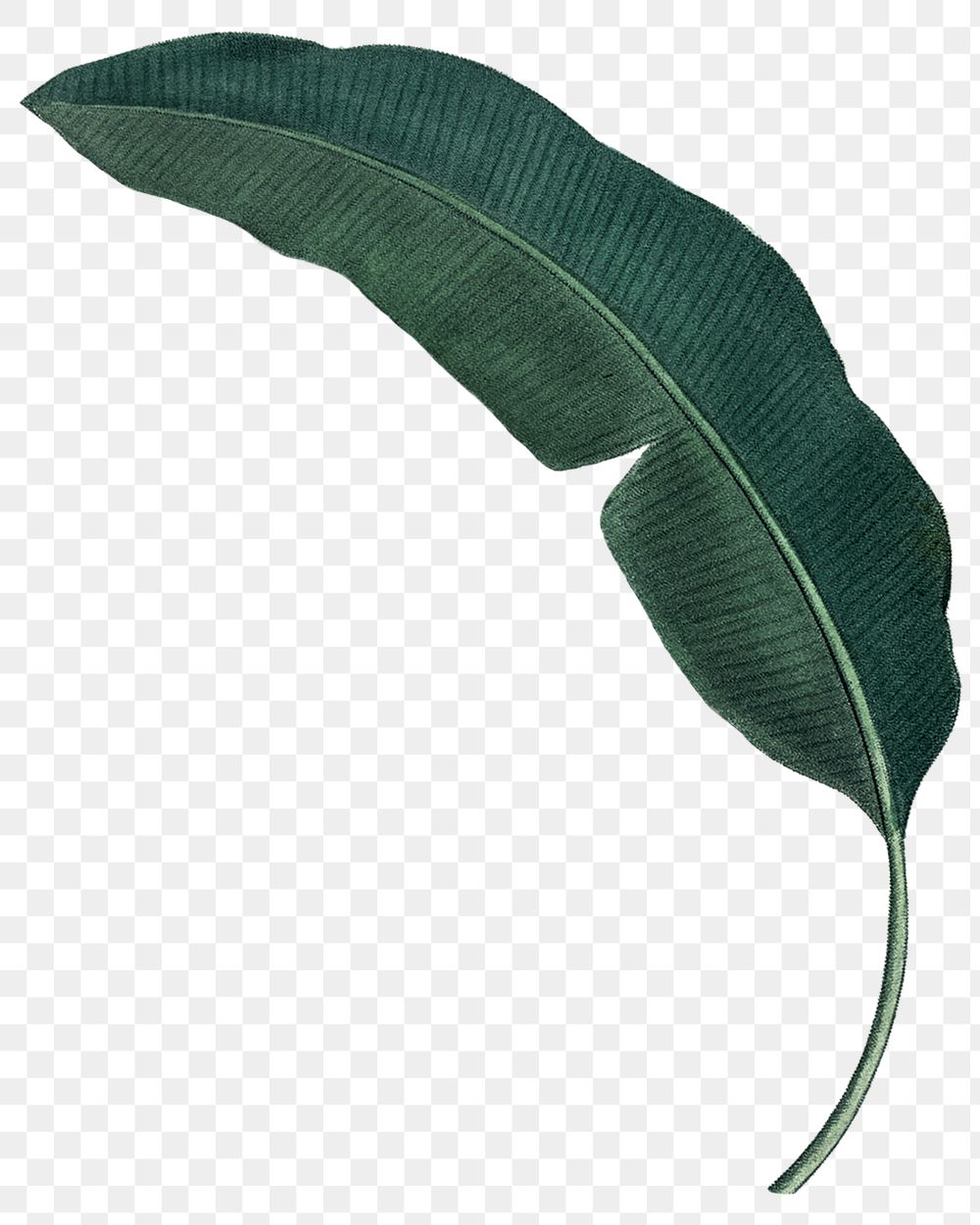 Banana leaf png tropical, transparent background