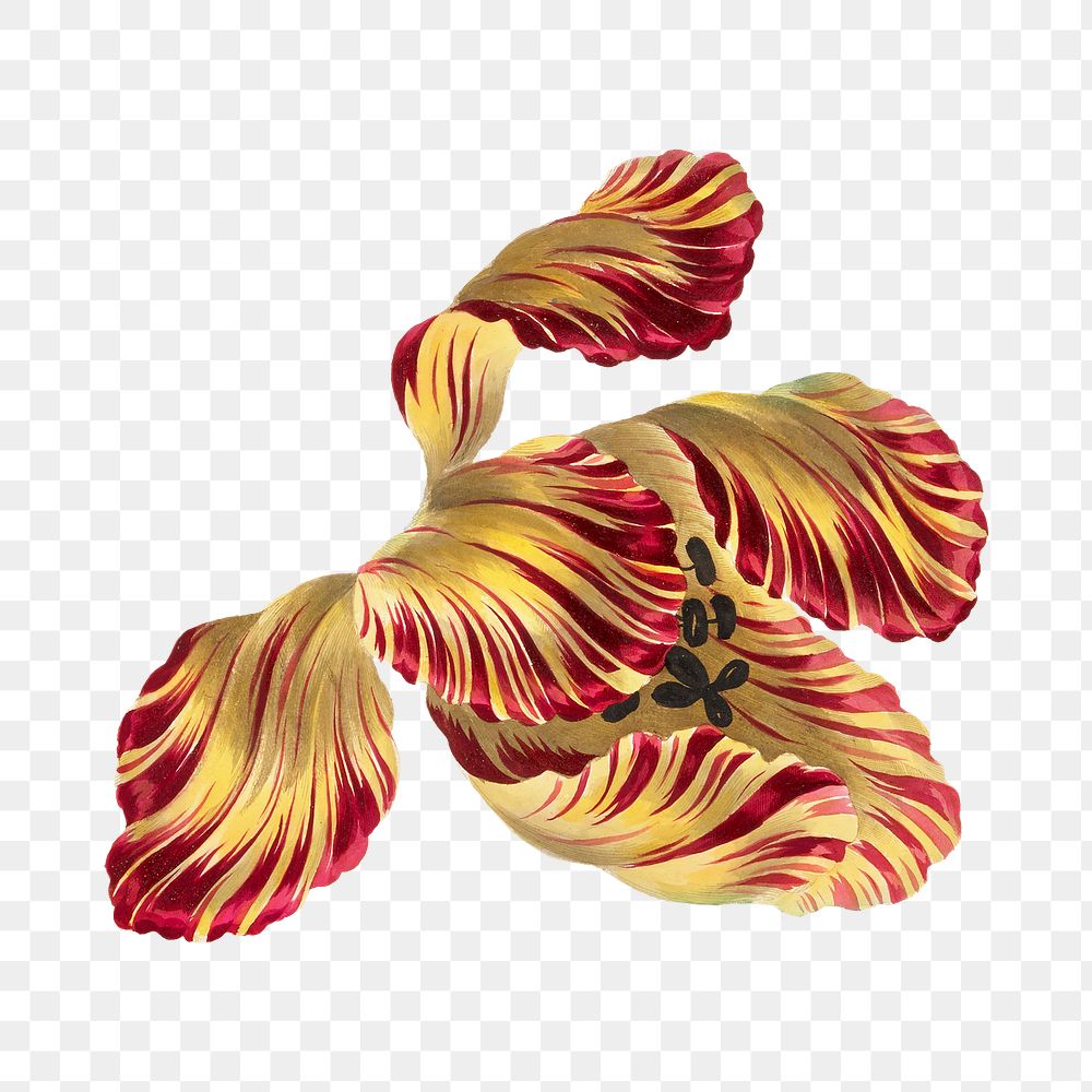 PNG yellow exotic flower, collage element, transparent background