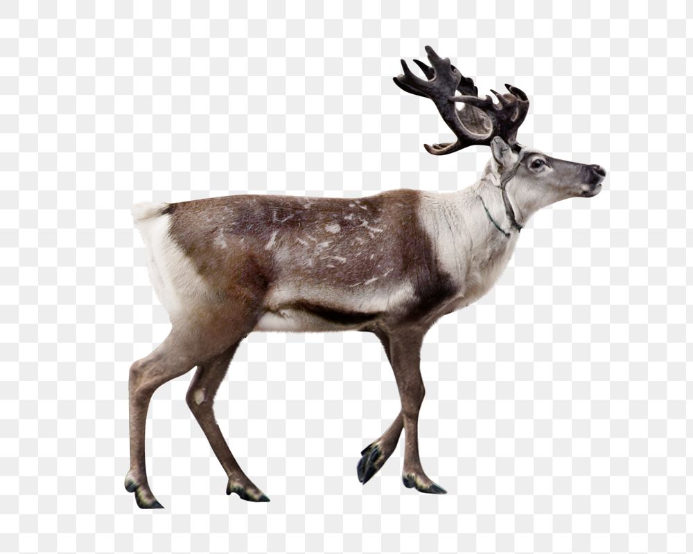 PNG Deer animal, transparent background