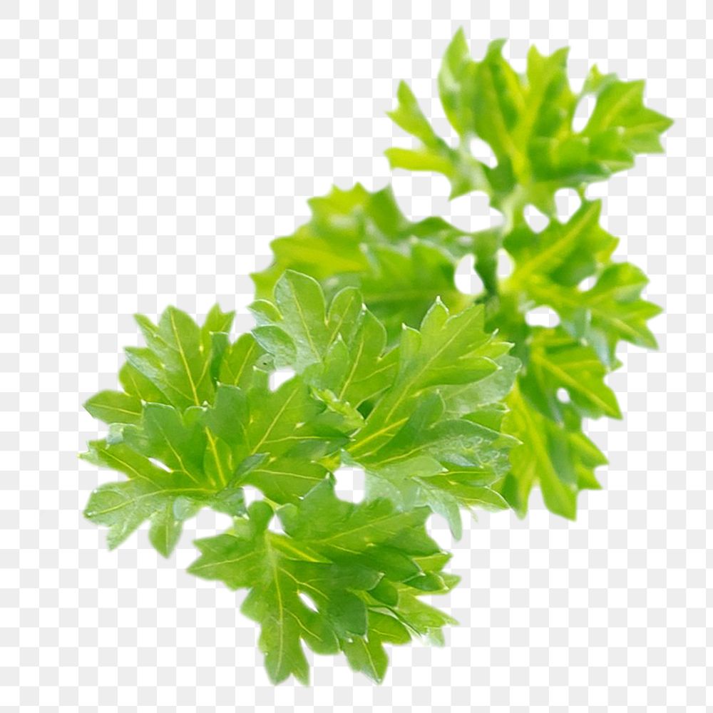 Parsley png image, vegetable on transparent background