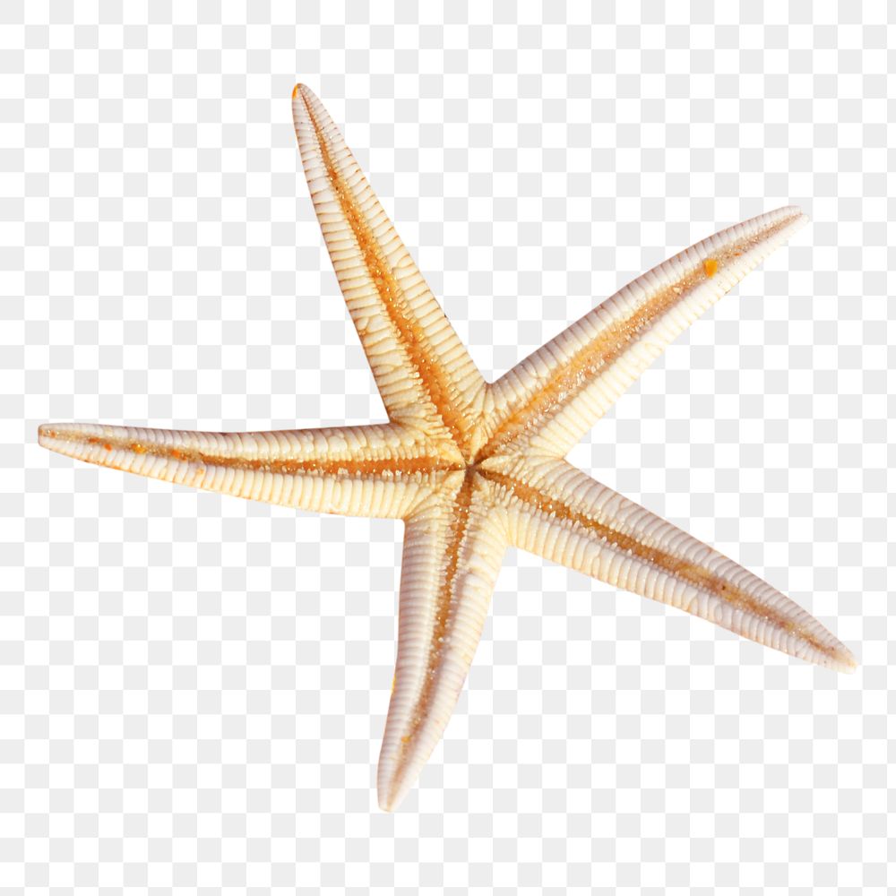Starfish png collage element, transparent background
