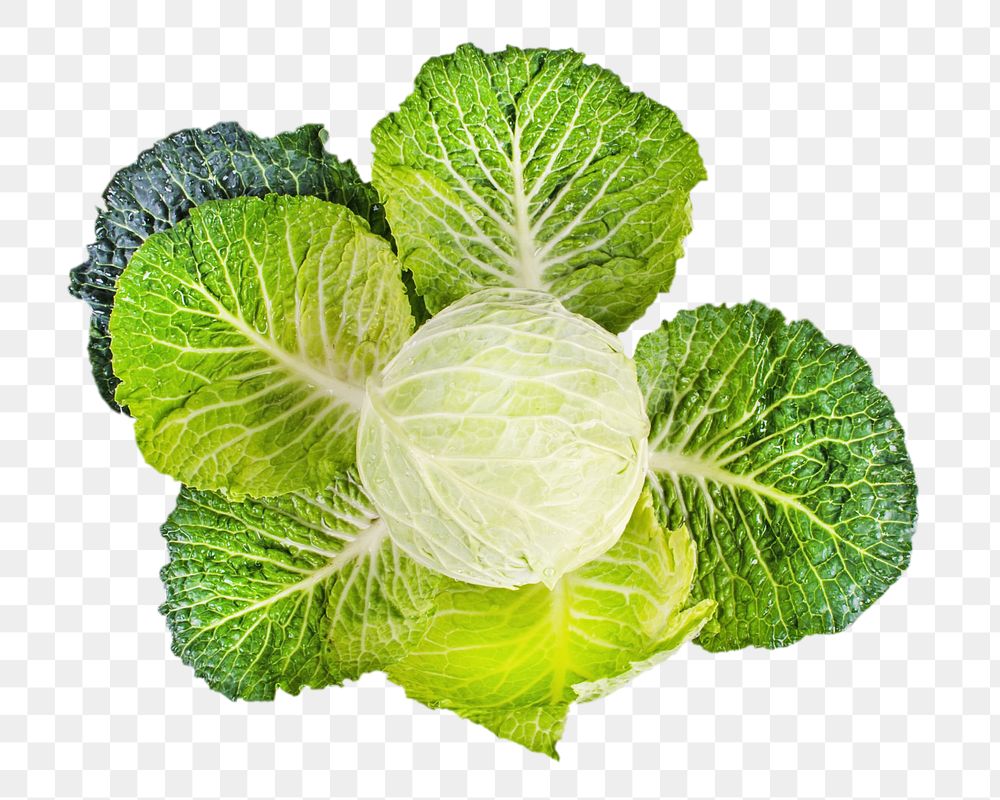 Organic green cabbage png, transparent background