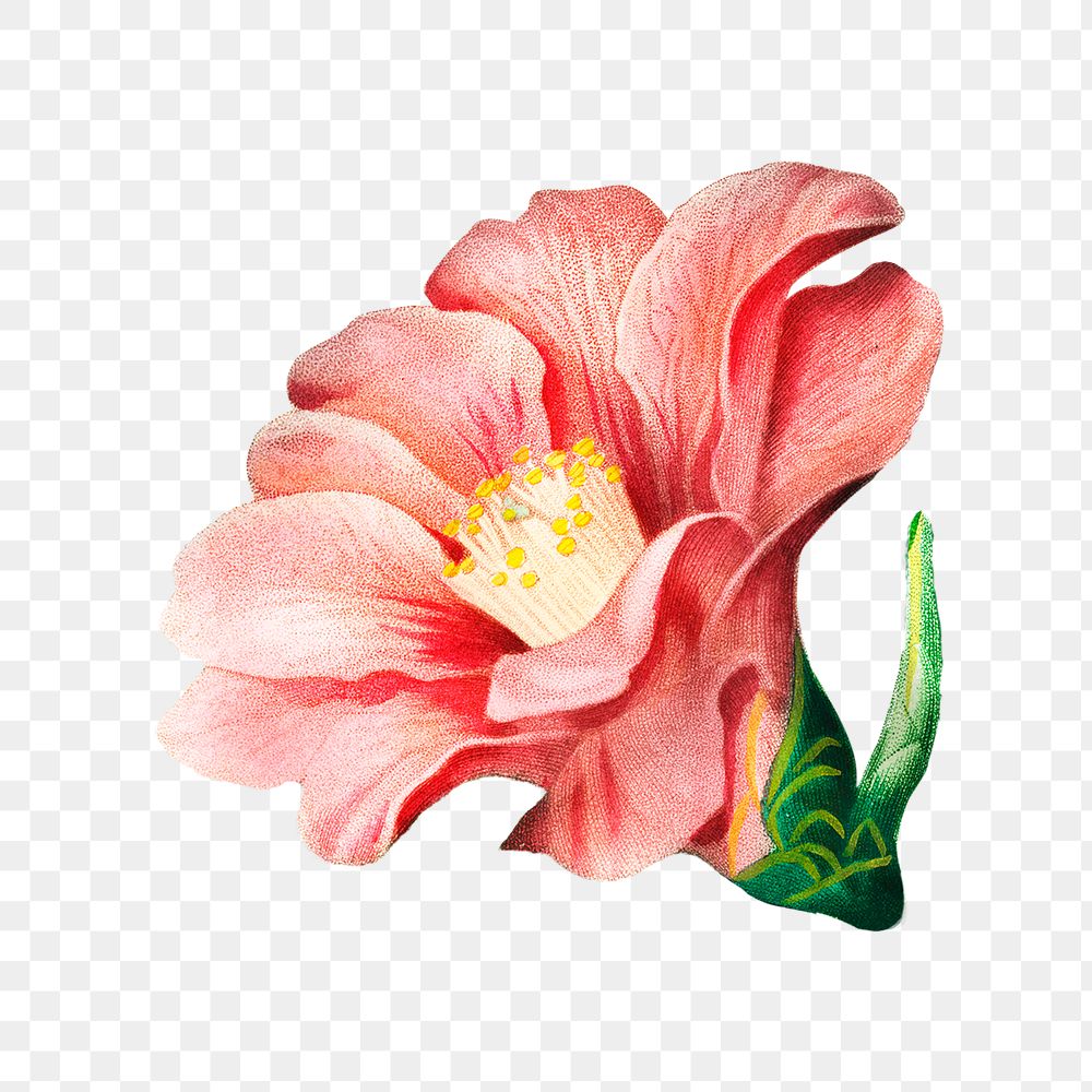 PNG Japanese camellia vintage flower, collage element, transparent background