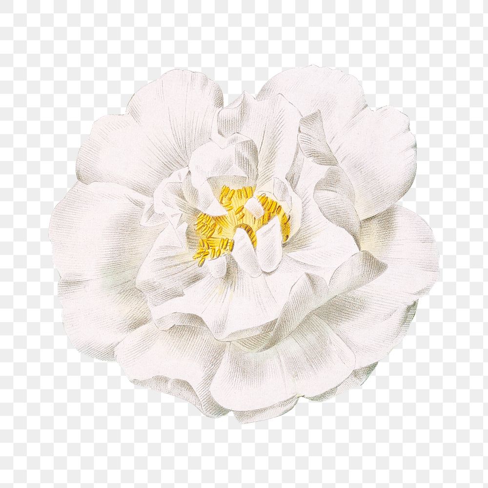 PNG vintage ordinary white rose, collage element, transparent background