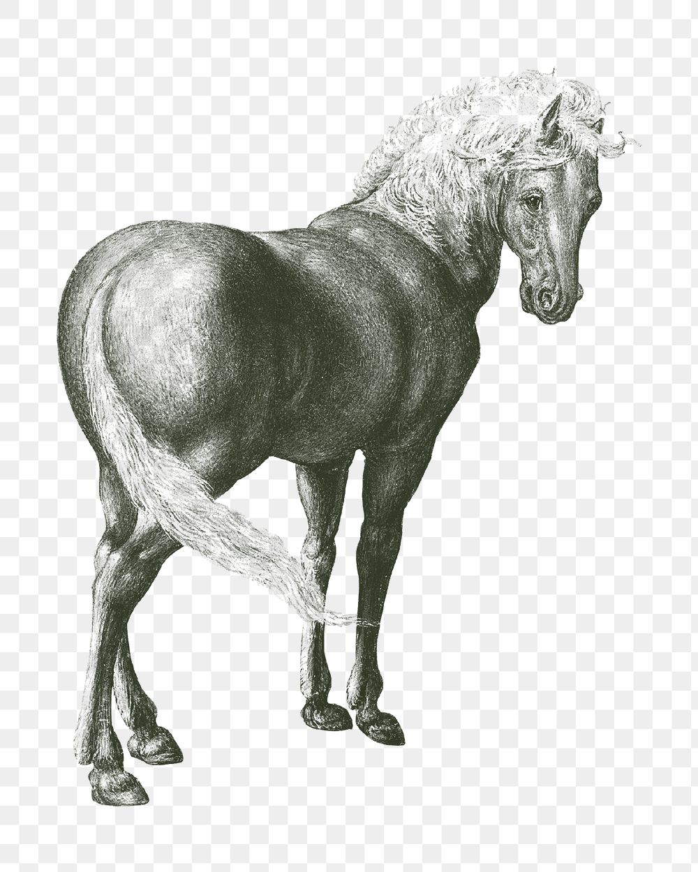 Horse png vintage illustration, transparent background