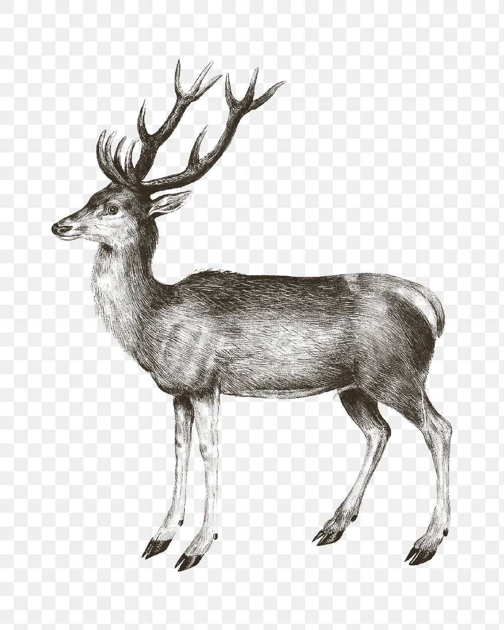 Deer png vintage illustration, transparent background