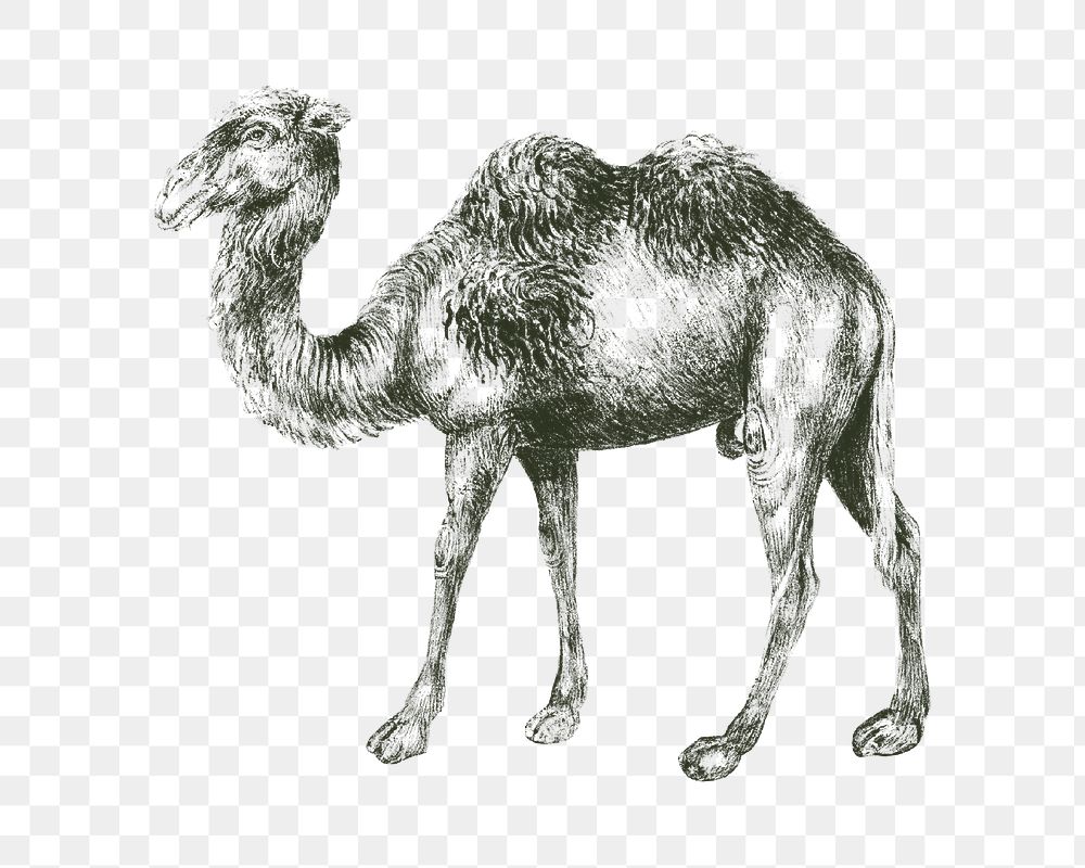 Camel png vintage illustration, transparent background
