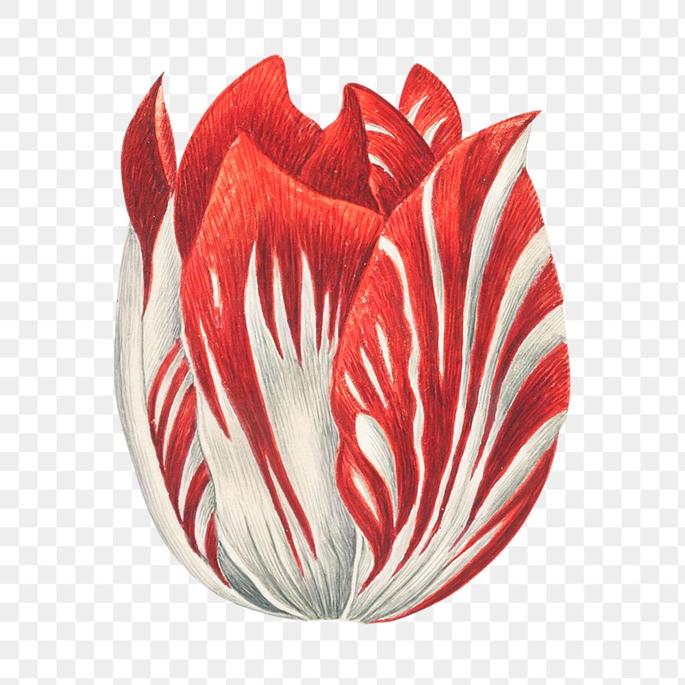 PNG tulip flower, collage element, transparent background