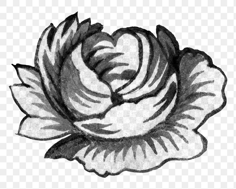 PNG Rose flower black and white transparent background. Remixed by rawpixel.
