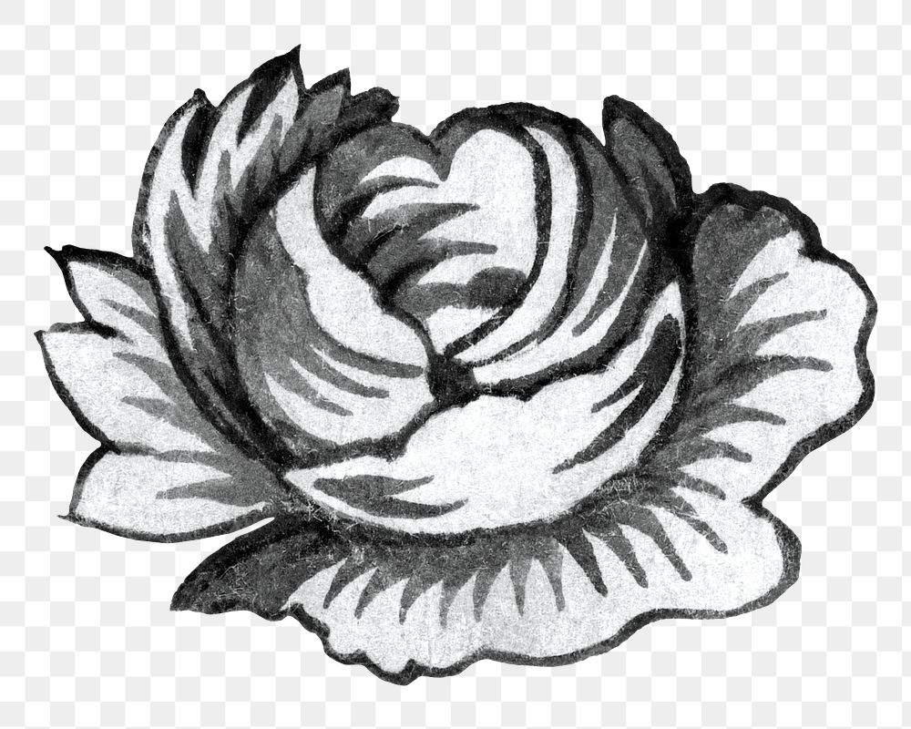 PNG Rose flower black and white transparent background. Remixed by rawpixel.