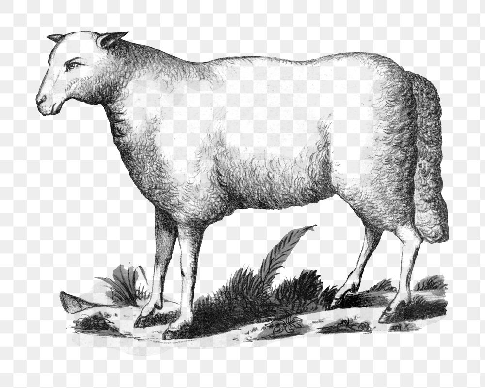 Vintage sheep png, farm animal illustration, transparent background. Remixed by rawpixel.