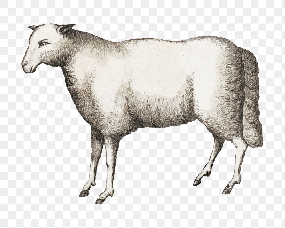 Vintage sheep png, farm animal illustration, transparent background. Remixed by rawpixel.