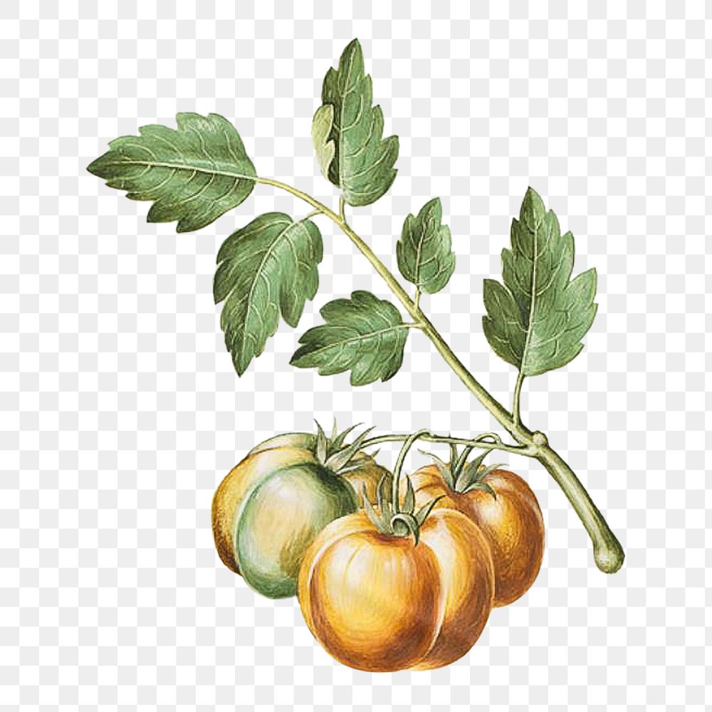 Tomato png watercolor illustration element, transparent background. Remixed from Maria Sibylla Merian artwork, by rawpixel.