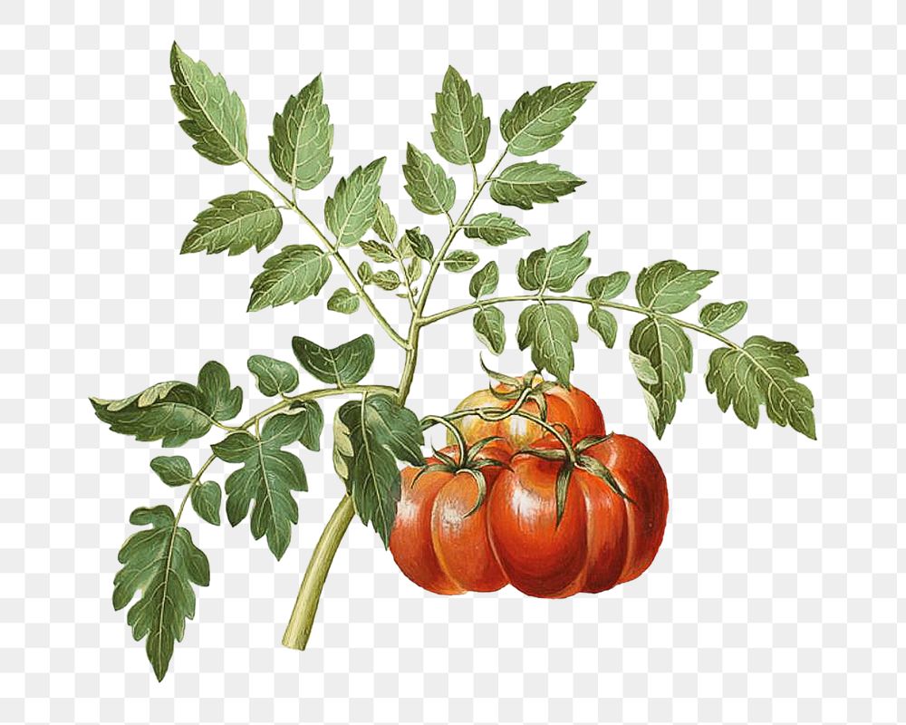 Tomato png watercolor illustration element, transparent background. Remixed from Maria Sibylla Merian artwork, by rawpixel.