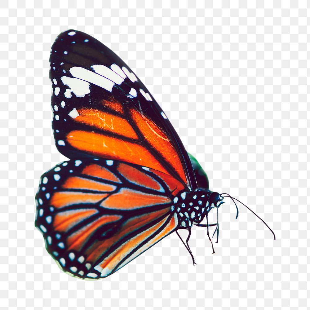 Monarch butterfly png collage element, transparent background