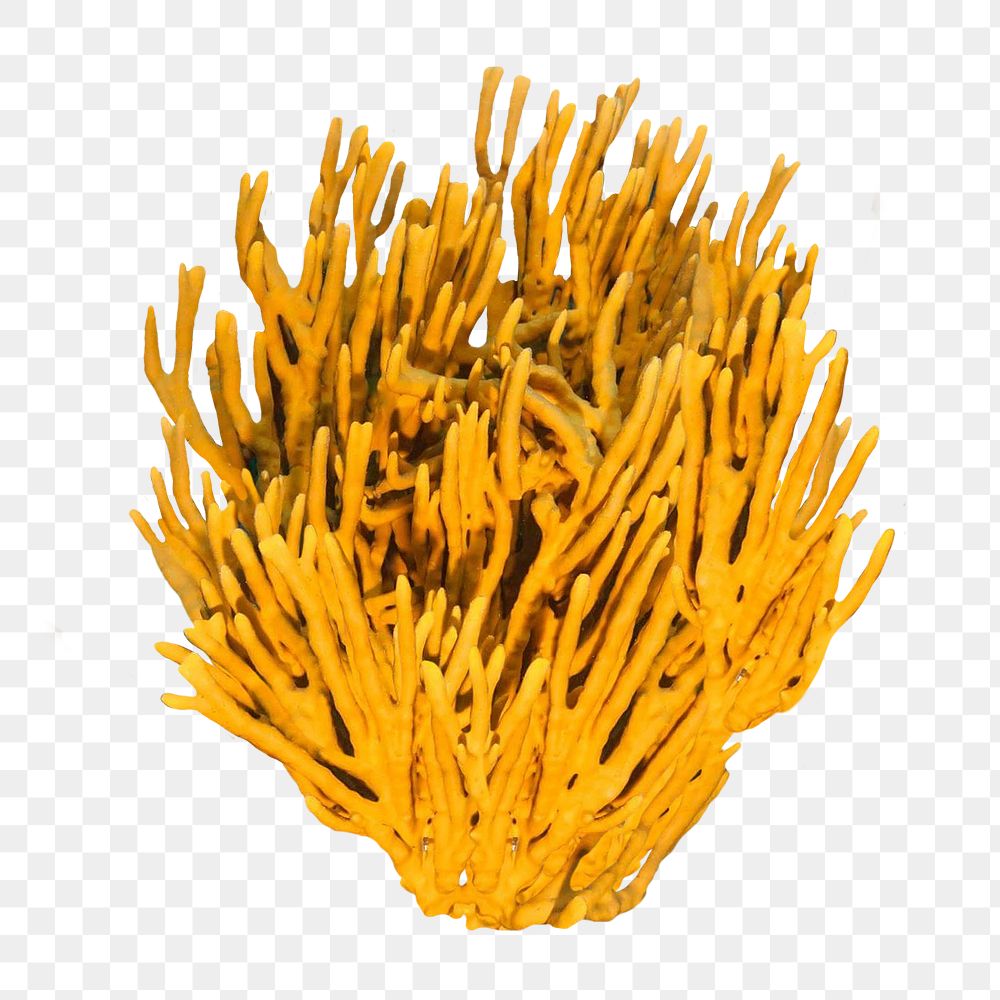 Yellow png sea coral sticker, marine life image, transparent background