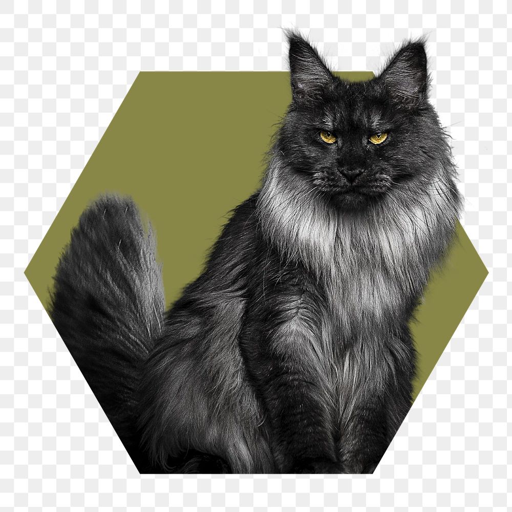 Angora cat png badge sticker, pet photo in hexagon badge, transparent background