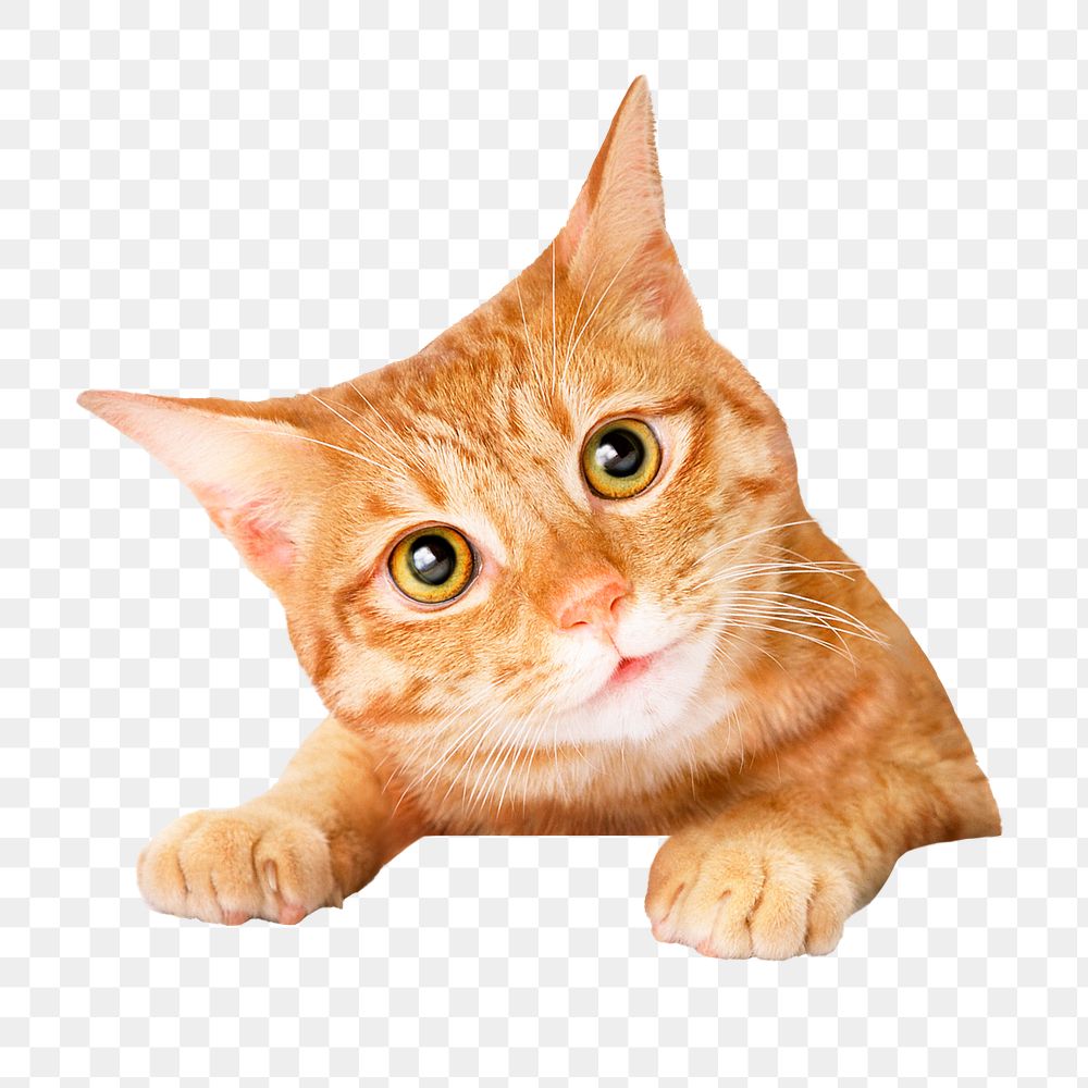 Ginger cat png sticker, pet image on transparent background