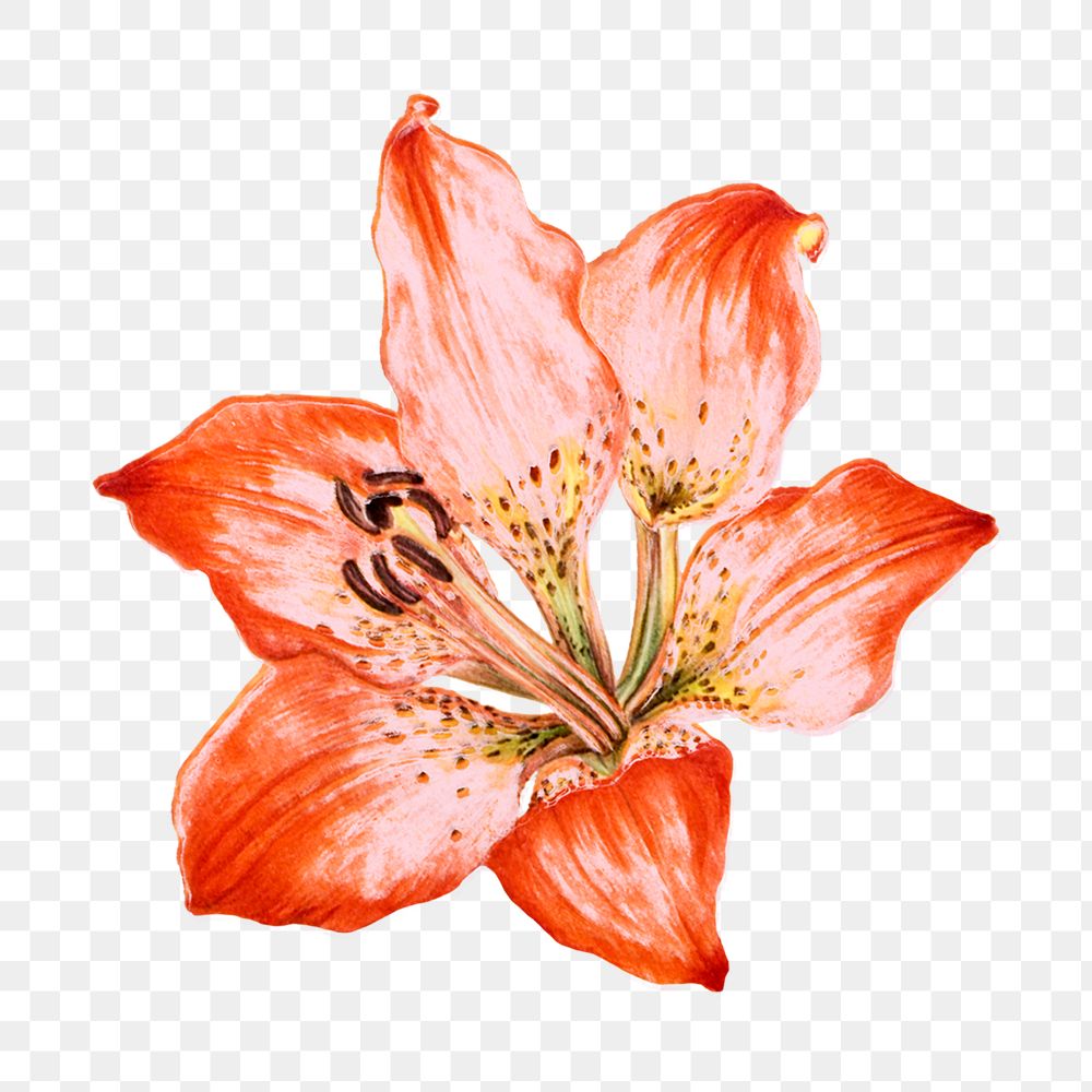 Red lily png sticker, botanical transparent background