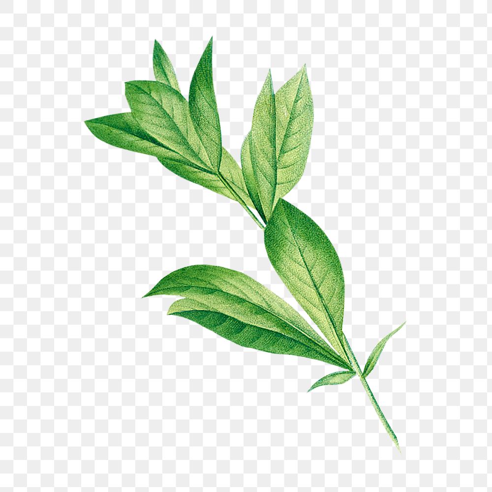 Green leaf png sticker, botanical transparent background