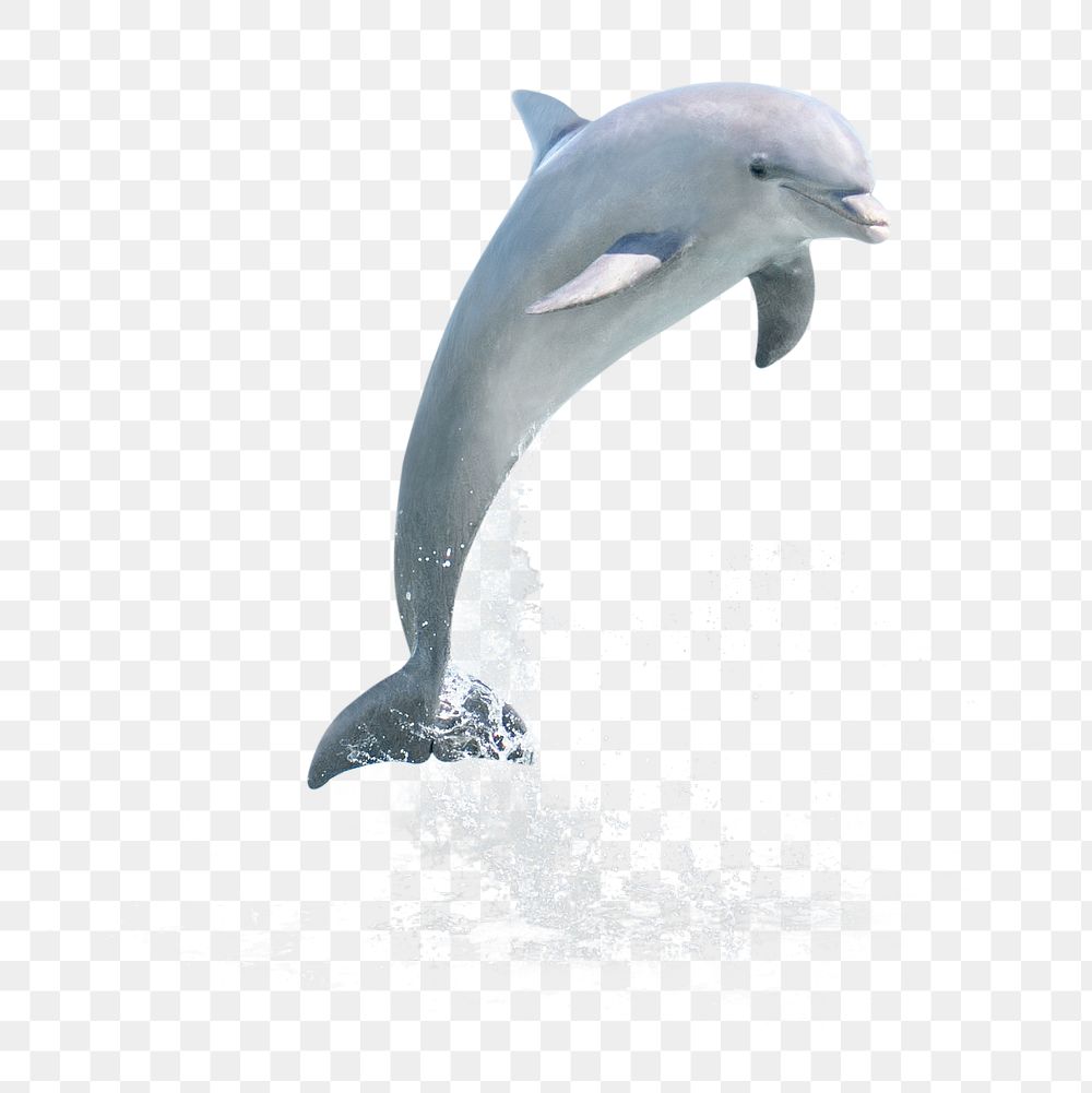 Jumping dolphin png sticker, sea animal on transparent background