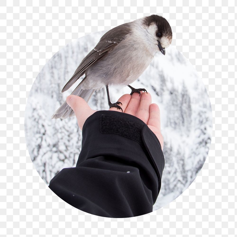 Canada jay bird png sticker, animal photo badge, transparent background