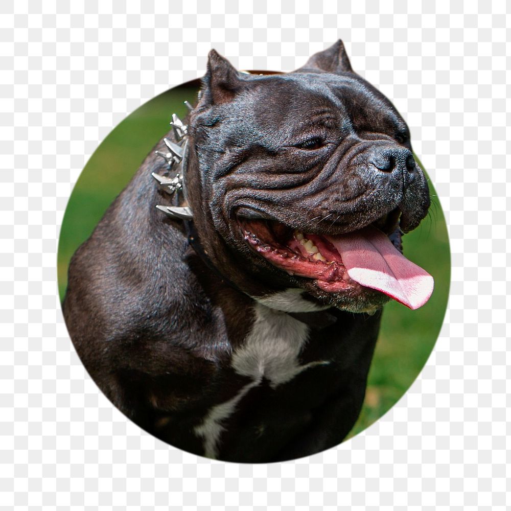 Bulldog png sticker, animal photo badge, transparent background