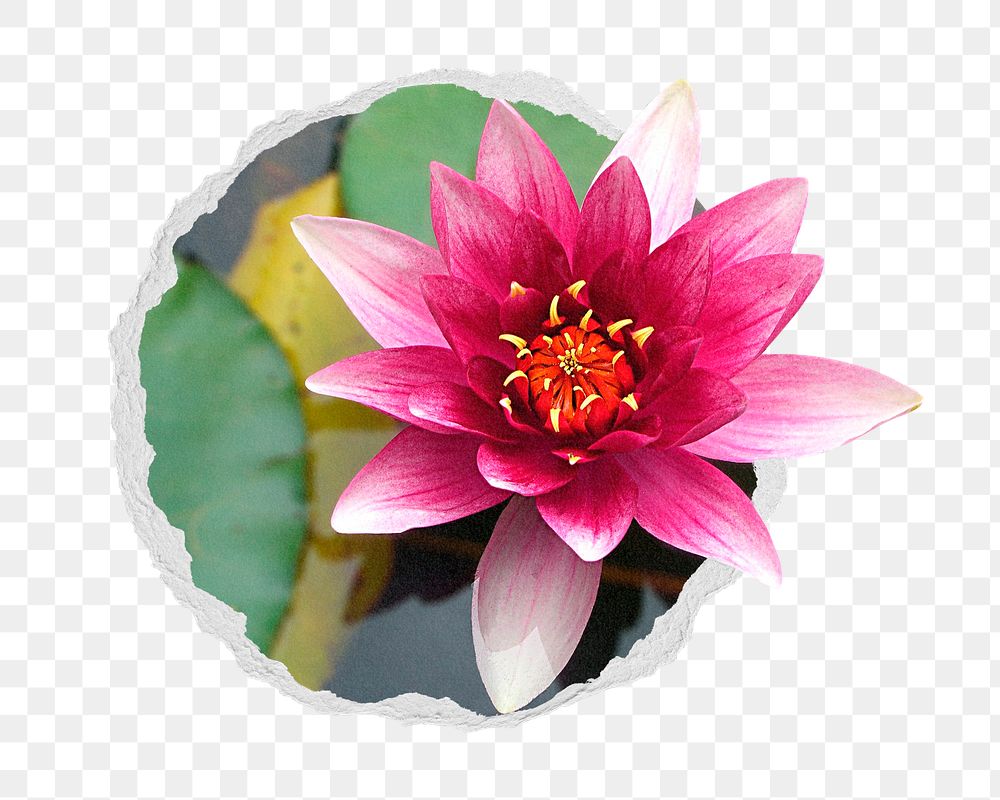 Lotus flower png sticker, floral photo in torn paper badge, transparent background