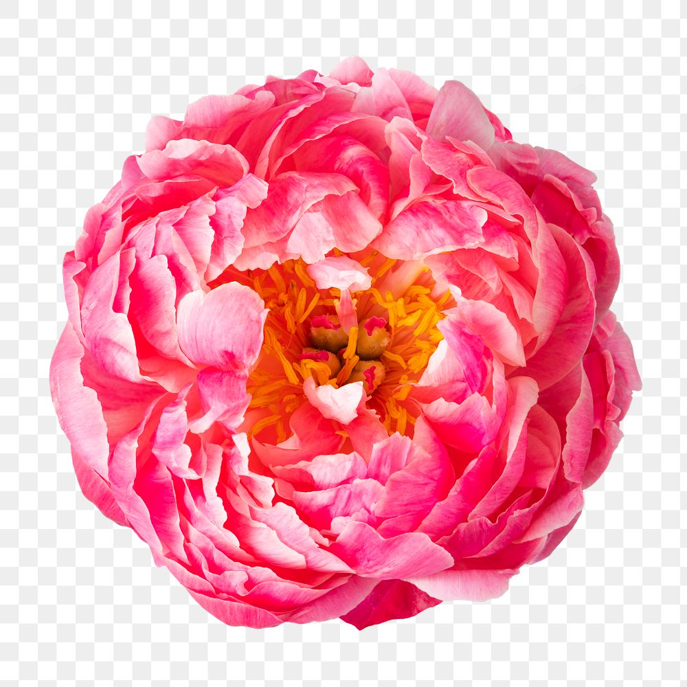 PNG pink peony flower sticker
