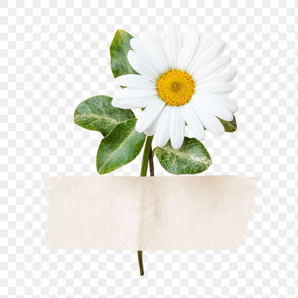 White daisy png, collage element
