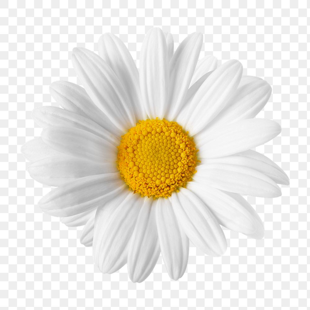 White daisy png flower sticker