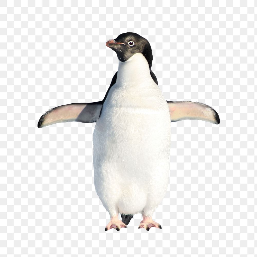 Penguin png sticker, North Pole animal, transparent background