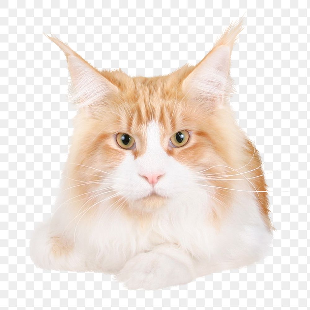 Maine Coon cat png sticker, pet animal cut out, transparent background