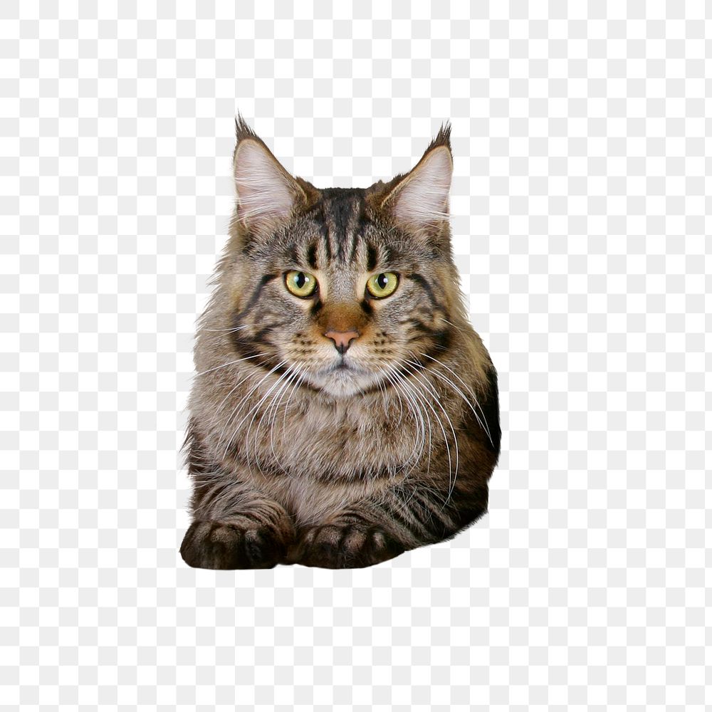 Maine Coon cat png sticker, pet animal cut out, transparent background