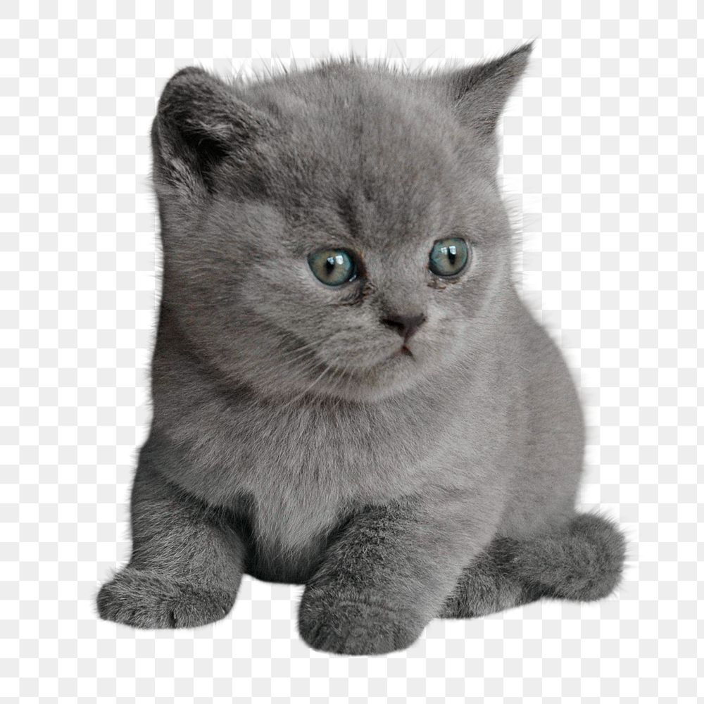 British short hair png kitten sticker, animal, transparent background